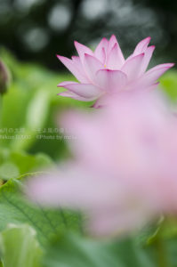 ［6］2014年、お気に入り蓮ベスト３