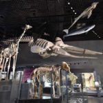 ［6］動物たちの骨の大きさにビックリ！