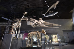 ［6］動物たちの骨の大きさにビックリ！