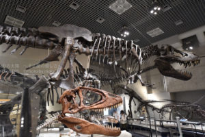 ［6］夏休みの自由研究は恐竜に決まり！