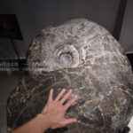 ［6］国内最大級のアンモナイトの化石