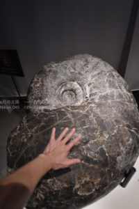 ［6］国内最大級のアンモナイトの化石