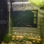 ［6］メダカの学校は川の中♪