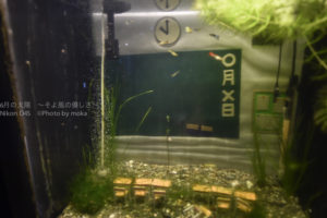 ［6］メダカの学校は川の中♪