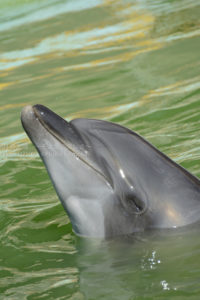 ［6］猛暑の暑さにペンギンもイルカもギブアップ！？