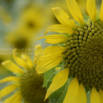 ［6］5万本のひまわりに囲まれて