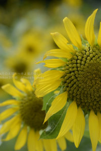 ［6］5万本のひまわりに囲まれて