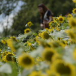［6］ひまわり畑から聞こえる夏のうた