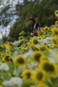 ［6］ひまわり畑から聞こえる夏のうた