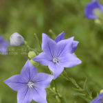 ［6］真夏に咲く花 −向日葵に負けるな！！−