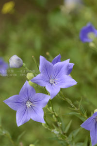 ［6］真夏に咲く花 −向日葵に負けるな！！−