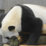 ［6］真夏の暑さにパンダもノックアウト