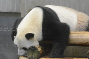 ［6］真夏の暑さにパンダもノックアウト