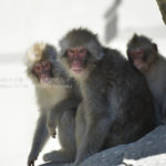 ［6］真夏のサル山は厳しい環境！？