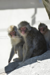 ［6］真夏のサル山は厳しい環境！？