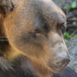 ［6］イケメン揃いの上野動物園