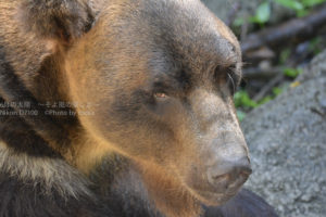 ［6］イケメン揃いの上野動物園