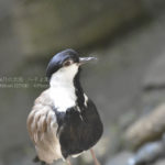 ［6］大空を飛ぶ、色とりどりな鳥たち