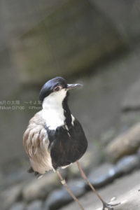 ［6］大空を飛ぶ、色とりどりな鳥たち