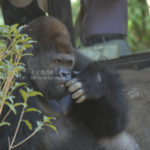 ［6］ゴリラの生活は、休日のお父さんみたい！？