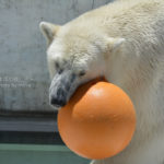 ［6］シロクマさんの戯れ　～上野動物園～