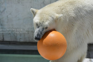 ［6］シロクマさんの戯れ　～上野動物園～