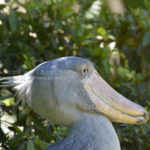 ［6］動かないぞハシビロコウ