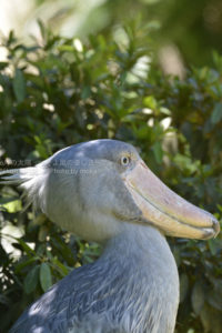 ［6］動かないぞハシビロコウ