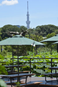 ［6］上野から見たスカイツリー