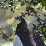 ［6］空の王者オオワシが、不忍池の王者に！？