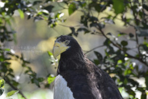 ［6］空の王者オオワシが、不忍池の王者に！？