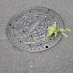 ［6］誰のイタズラか！？マンホールから猫じゃらし