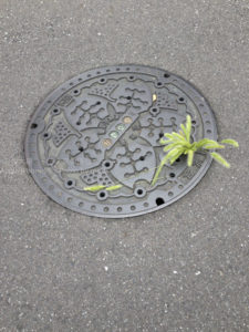 ［6］誰のイタズラか！？マンホールから猫じゃらし