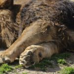 ［6］猫のこの足と肉球がたまらない！？