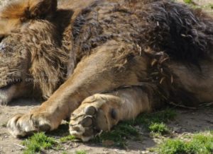 ［6］猫のこの足と肉球がたまらない！？