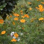 ［6］憩いの場、日比谷公園を秋の花が彩る