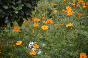 ［6］憩いの場、日比谷公園を秋の花が彩る