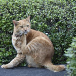 ［6］日比谷公園でのネコとの出会い