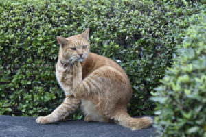 ［6］日比谷公園でのネコとの出会い