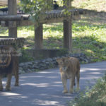 ［6］近所の公園で猫の写真を撮っていただけなのに・・・