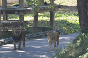 ［6］近所の公園で猫の写真を撮っていただけなのに・・・