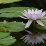 ［6］水辺に咲く美しき花、スイレン