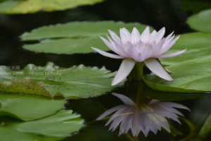 ［6］水辺に咲く美しき花、スイレン