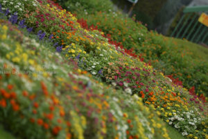 ［6］秋の彩り　〜イロトリドリの花々〜