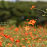 ［6］キバナコスモスからコスモスへ 〜浜離宮恩賜庭園〜