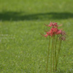 ［6］妖艶な曼珠沙華の花に悩まされ続ける・・