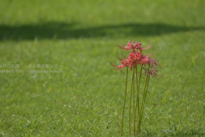 ［6］妖艶な曼珠沙華の花に悩まされ続ける・・