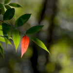 ［6］日本国指定名勝、浜離宮恩賜庭園で見つけた小さい秋