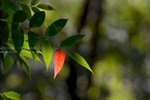 ［6］日本国指定名勝、浜離宮恩賜庭園で見つけた小さい秋