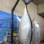 ［6］大物発見！400キロを超えるクロマグロ！！